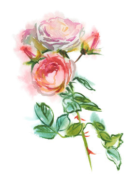 branch of pink roses, watercolor sketch, drawing on paper