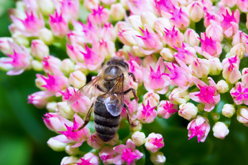 Insect macro bee collects pollen on a flower ( selective focus)