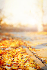 Road with autumn leaves with sunlight in park