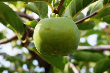青い庄内柿／山形県の庄内地方で、種がなく美味しいことで有名な庄内柿の風景を撮影した写真です。柿の木に実り始めたまだ青い柿の実です。
