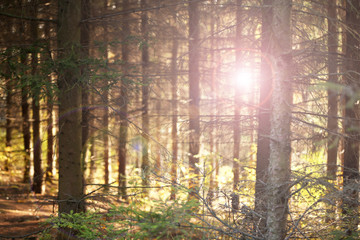 Trees in forest with sunlight