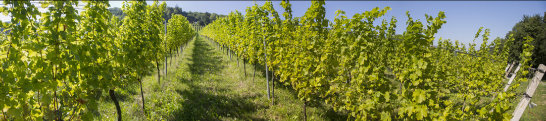 Fototapeta na wymiar Panorama Weingarten in der Südsteiermark, Steiermark, Weinland