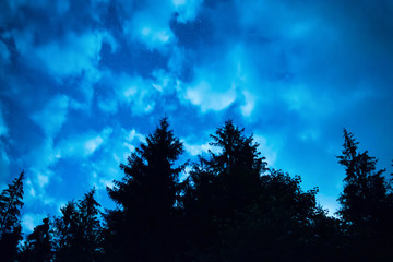 Black forest with trees over blue night sky