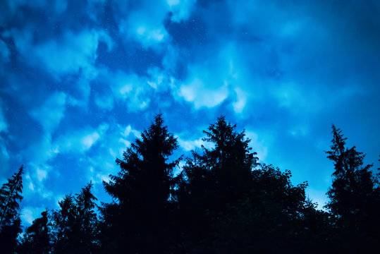 Fototapeta Black forest with trees over blue night sky