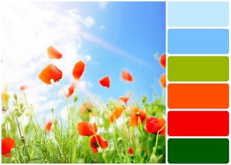Poppy flowers in field and palette of colors