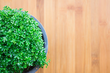 Green trees in pots On a wooden table composition is very beautiful vintage style.