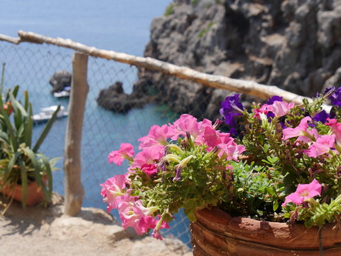 Fototapeta Beautiful flowers and clear turquoise water, cove of Sa Foradada, balearic island, Majorca        