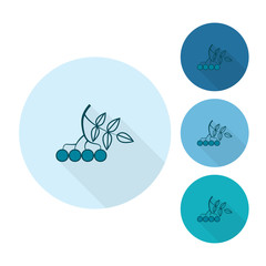 Berries Bunch of Viburnum