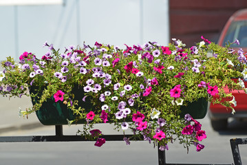 Petunia in pot decorated with a fence along the road