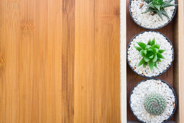Fototapeta na wymiar Still Life Natural Three Cactus Plants on Vintage Wood Background Texture