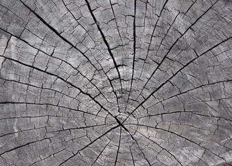 Fototapeta premium Timber crack, for background design or texture