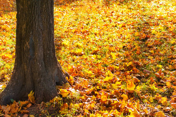 Big yellow autumn tree in a forest
