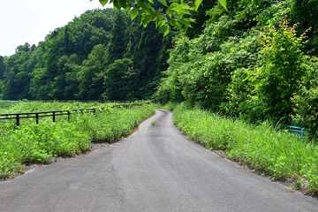 初夏の山岳道路／山形県庄内地方の山岳道路を撮影した写真です。