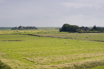 Marschlandschaft bei Westerhever