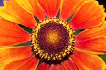 Macro flower helenium ( selective focus)