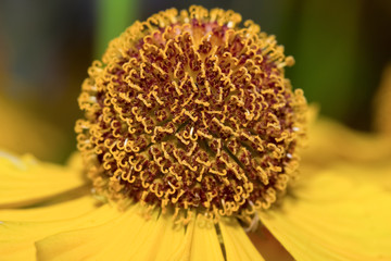 Macro flower helenium ( selective focus)