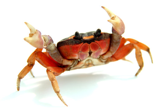 crab