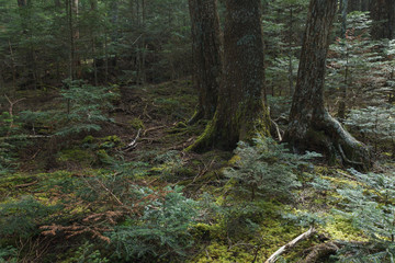 深い森の中