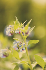 Beautiful wild flowers with sunlight