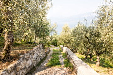 Fototapeta premium Olive grove