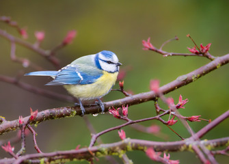 Blue Tit Bird