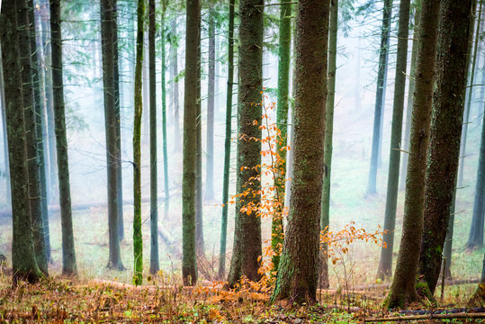 Fototapeta Mysterious mist in the autumn forest