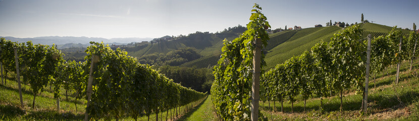 Panorama Weingarten in der Südsteiermark, Steiermark, Weinland