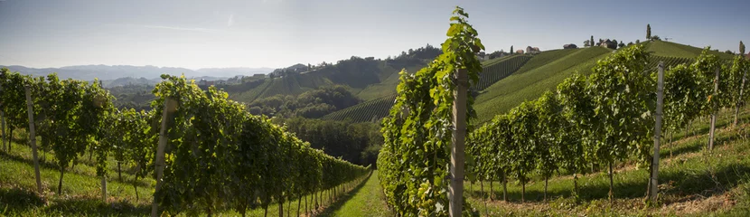 Photo sur Plexiglas Colline Panorama Weingarten in der Südsteiermark, Steiermark, Weinland