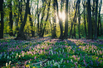 Spring in a Carpathian forest. Devinska Kobyla, Slovakia.