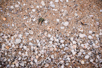 Shells on the beach