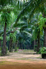 Oil palm plantation in Krabi, Thailand