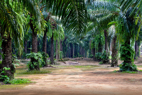 Oil palm plantation in Krabi, Thailand