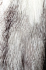 Silver fox fur texture or background