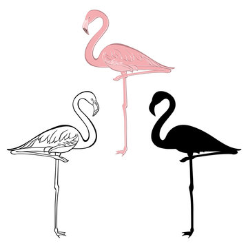  Flamingo. Vector set. Hand drawn illustration, isolated element