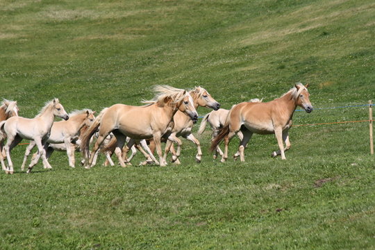Cavallo di razza Avelignese