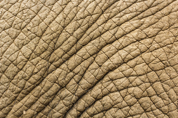 Elephant skin texture background