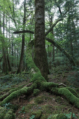 青木ヶ原樹海の樹木