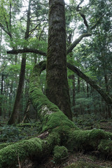 青木ヶ原樹海の樹木