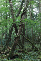 青木ヶ原樹海の樹木