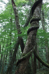 青木ヶ原樹海の樹木