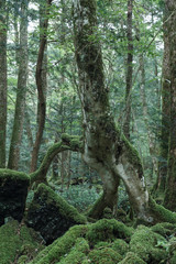 青木ヶ原樹海の奇木
