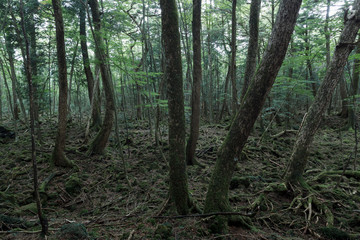 青木ヶ原樹海の森の中