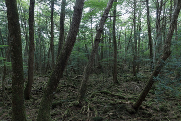 青木ヶ原樹海の森の中