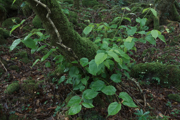 Obraz premium 苔むした木の根元から生える草