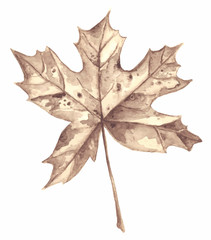 Autumn maple leaf