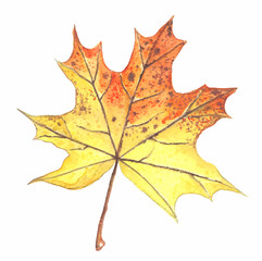 Autumn maple leaf