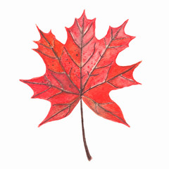 Autumn maple leaf