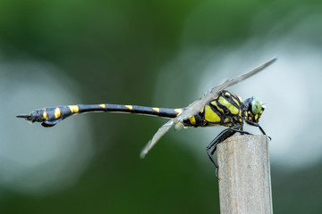 植物に停まって休むトンボ © jpggifpng3