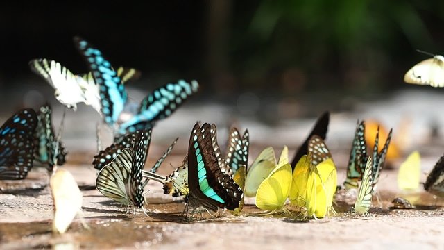 butterfly puddling on rocky ground in the nature
