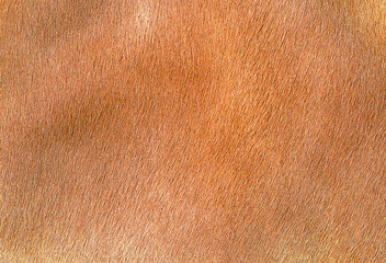 Leather cow background